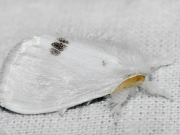 Kuprówka złotnica (Euproctis similis) fot. J. Nowak, 